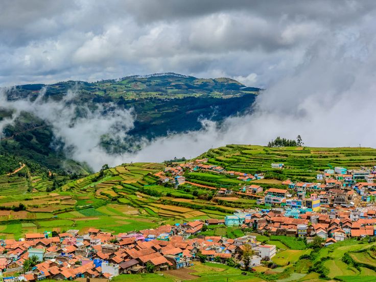 Ooty Tea Gardens